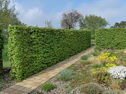 Image result for Živý plot z habru