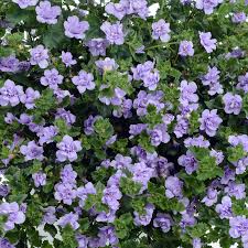 Use as pathway edging, in mass plantings, hanging baskets, window boxes, and upright containers. Bacopa Scopia Double Lavender