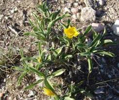 Image result for Barleria eylesii