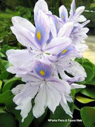 Image result for Pontederia crassipes