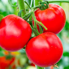 Image result for Solanum tarderemotum