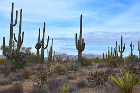 I have burned it in the fireplace on chilly in arizona it is unlawful to harm in any way (or move) a saguaro. Video Of Man Hitting Golf Ball Into Protected Saguaro Cactus In Arizona Draws Criticism Mimicnews