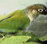 Green-Cheeked Conure Fact Sheet - Northern Parrots