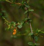 Image result for Aeschynomene nyikensis