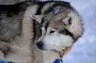 Five Unusual Dog Breeds From Russia | PetHelpful