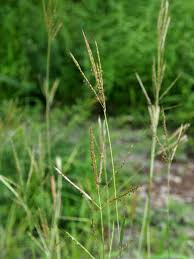 Image result for Ischaemum