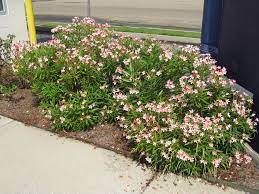 Tropical effect through its flowers which occur over an extended period. Nerium Oleander Petite Pink Petite Pink Oleander Plants Front Yard Landscaping Front Yard