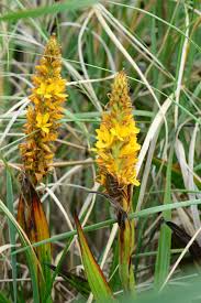 Image result for Wachendorfia