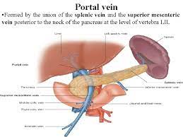 Carries deoxygenated blood back to the heart. Large Blood Vessels Of The Gut The Coeliac