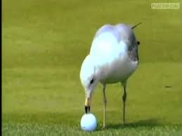 Bird Bouncing Golf Ball Fake Bird Is Very Excited To Find A Snack Until It Starts Bouncing The Dodo