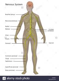 The ans is part of the peripheral nervous system and it also controls some of the muscles within the body. Labeled Picture Of The Nervous System Peripheral Nervous System Drawing Stock Photos Peripheral Nervous Koibana Info Nervous System Anatomy Nervous System Human Body Anatomy