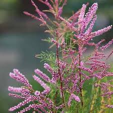 Image result for tamarix ramosissima pink cascade