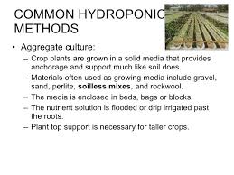 Aggregate Culture Definition And Examples Hydroponics Growing Media Culture Definition