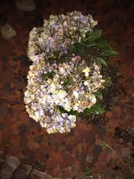 White hydrangea flowers turning brown. Help My Hydrangeas Are Doing Bad Helpfulgardener Com