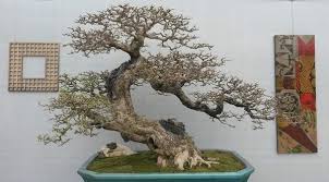 Bonsai 2146