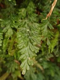 Image result for Hymenophyllum tunbridgense