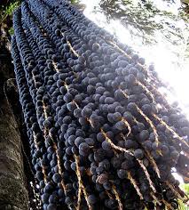 30 Active Acai Berry In Botani Australia Botani Acai Berry Active Defence Serum With 20 Olive Squalene Smells Lik Fruits Exotiques Legume Exotique Baie Acai