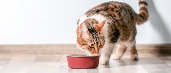 It's unclear whether glucosamine helps with osteoarthritis knee pain or whether either supplement lessens osteoarthritis pain in other joints. What Older Cats Need From Their Diet Royal Canin