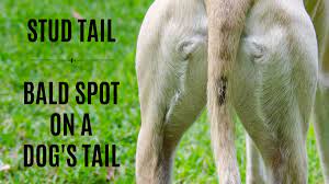 Stud Tail Bald Spot On Dog Tail Spoiled Hounds