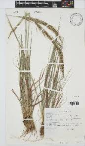 Image result for Loudetia simplex