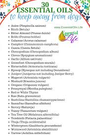 Safely Using Essential Oils For Dogs Essential Oils Dogs Are Essential Oils Safe Oils For Dogs