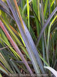 Image result for Andropogon
