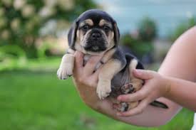 New and used items, cars, real estate, jobs, services, vacation we have lovely puggle puppies for sale! View Ad Puggle Puppy For Sale Near Minnesota Shakopee Usa Adn 16905
