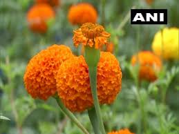 Check spelling or type a new query. With Home Grown Marigold Flowers Kerala Group Of Friends Kickstart Business This Onam