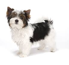 My Harley As A Baby Biewer Terrier Cute Teacup Puppies Biewer Yorkie Yorkshire Terrier Puppies