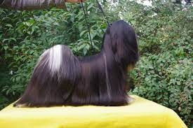 However, the lhasa has a temperament and carriage all its own. Love Black Lhasa Apsos Long Hair Styles Lhasa Hair Styles