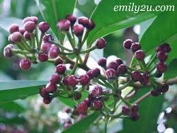 Adalah harapan kami bahawa pihak pentadbiran taman herba batu gajah berusaha untuk membuat penambahbaikan kepada tempat ini. Perak Herb Garden From Emily To You