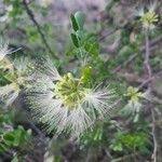 Image result for Albizia anthelmintica