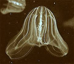 Image result for Mikaniopsis