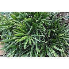 Image result for Autographa excelsa