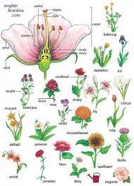 Flowers In English Plants Vocabulary Learn English Vocabulary Learn English