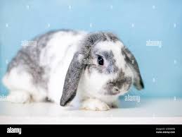 Image result for tbn:nuNU7FPK4A54yM::rvforsaleguide.com/images/bunny-resting-picture.jpg