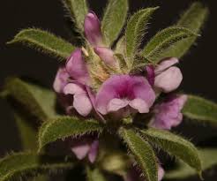 Image result for Sonchus dregeanus