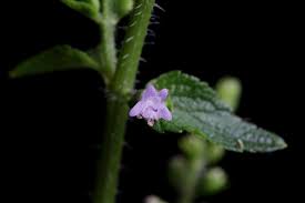 Image result for Cantinoa