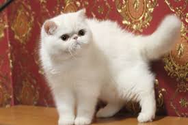 Exotic shorthair cat breed information exotic shorthair history and origins: Exotic Shorthair For Sale In The City Of Kharkov Ukraine Price 800 Announcement 4784