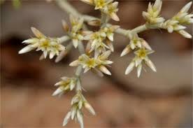 Image result for Polycarpaea corymbosa