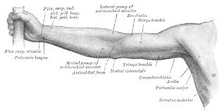 There are three main muscle groups to focus on when building your upper arms: Upper Limb Wikipedia