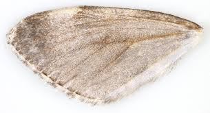 Image result for Entephria caesiata