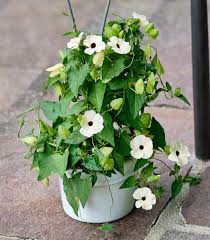 Image result for Thunbergia dregeana