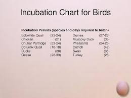 Incubating And Hatching Chicks Ppt Download