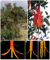 Image result for Englerina woodfordioides