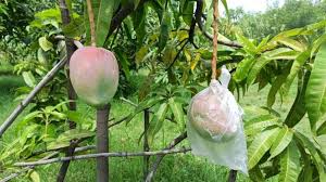 Know about the most expensive miyazaki mango that is actually from japan as it looks like a giant dinosaur egg and the starting price of this variety is rs. Hd6gtkejeb9t7m