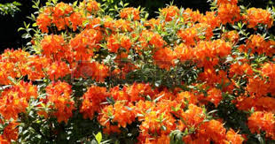 Schone Rhododendron Orange Blume Busche Im Garten Orange Blumen Pflanzen Garten