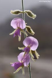 Image result for Tephrosia nyikensis