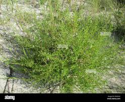 Image result for Hermannia glanduligera