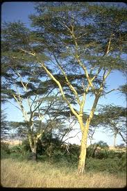 Image result for Acacia xanthophloea